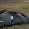 Біля французького узбережжя гинуть кити
