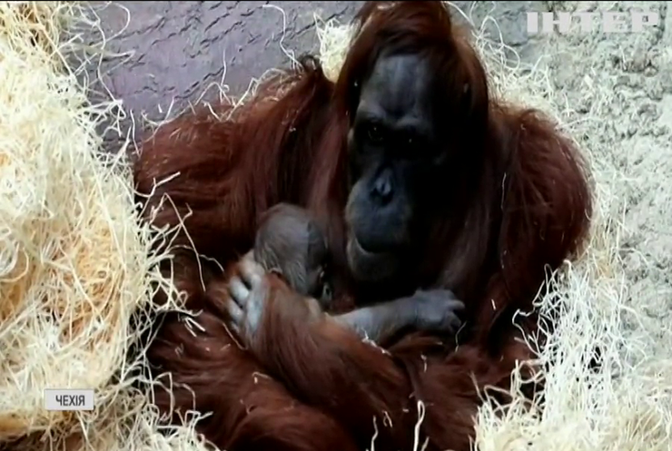 У Празькому зоопарку народилось дитинча орангутана 