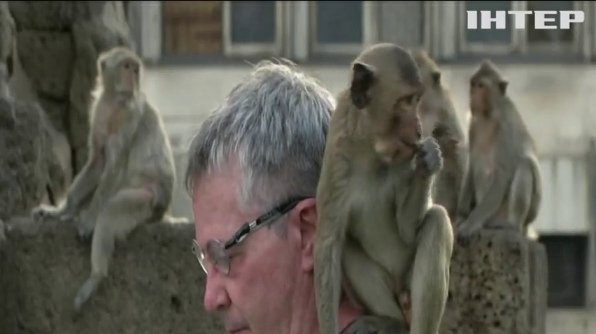 Класика для мавп: британський піаніст влаштував турне Таїландом