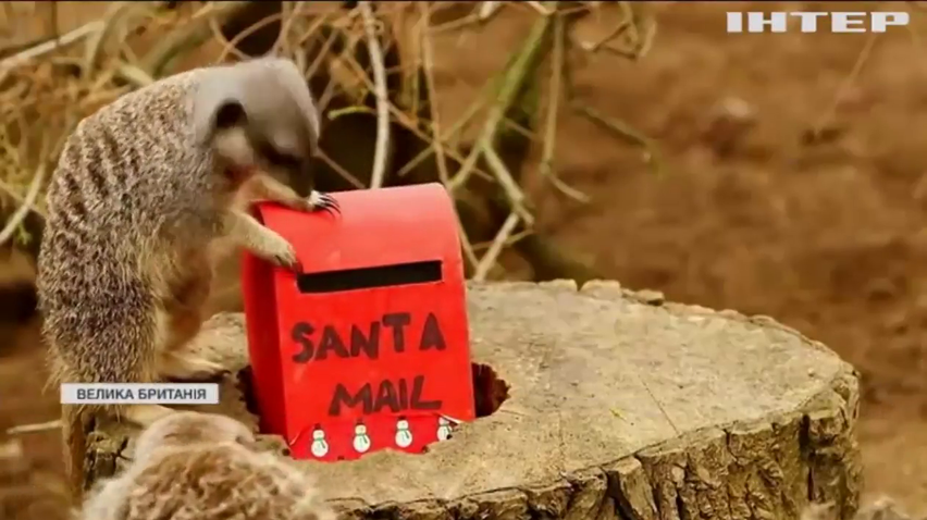 Сурикатам Лондонського зоопарку підготували подарунки до Різдва