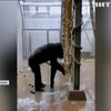 Шимпанзе навчився прибирати вольєр та мити вікна
