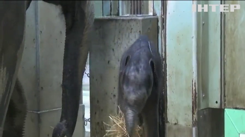 У зоопарку Токіо вперше в історії народилося слоненя