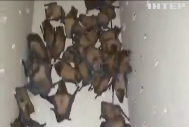 Дніпровські кажани прибули до Харкова на реабілітацію