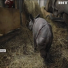 У Вроцлаві народилося дитинча носорога