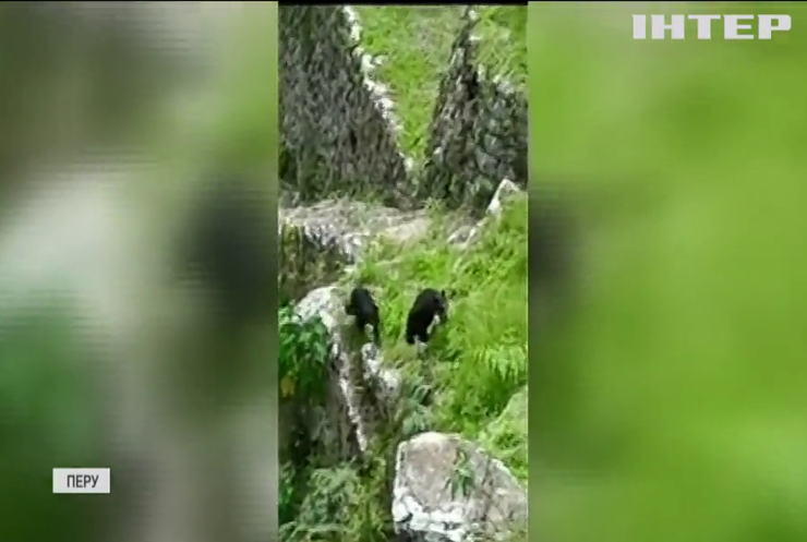 Ведмеді замінили туристів на руїнах Мачу-Пікчу (відео)