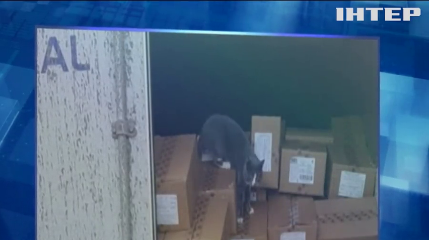 Солодкі мандри: кіт-нелегал три тижні добирався до Ізраїлю у контейнері з цукерками
