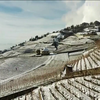Славетні виноградники Швейцарії покрилися снігом