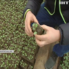 На Закарпатті селяни масово вирощують капусту для всієї України