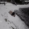 Панденята зоопарку Вашингтону побачили сніг та зраділи