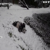 Щастя для пухнастих: панди радіють снігу у Вашингтоні
