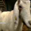 Британка заробила на відео з козами 50 тисяч фунтів