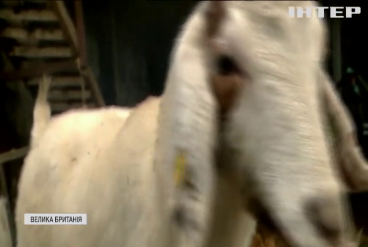 Британка заробила на відео з козами 50 тисяч фунтів