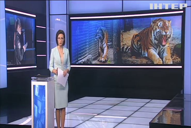 На Чернігівщині тигр пошматував співробітника Менського зоопарку
