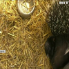 Новонароджені дикобрази розчулили відвідувачів зоопарку