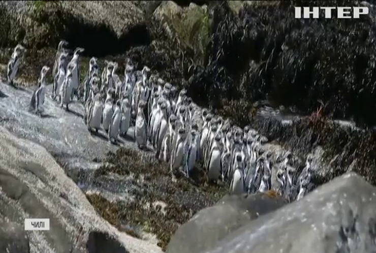У Чилі влаштували перепис пінгвінів