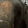 У Таїланді десятки пар побралися на слонах