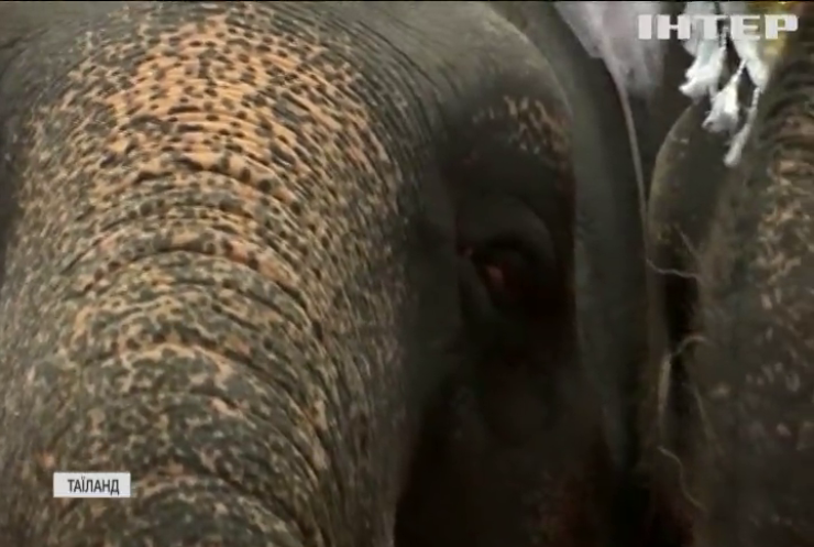 У Таїланді десятки пар побралися на слонах