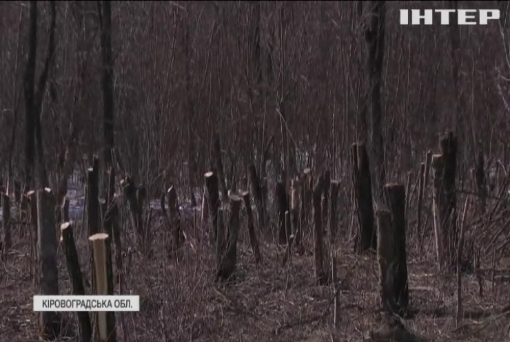 Жителі Кіровоградщини протестують проти масового вирубування лісів