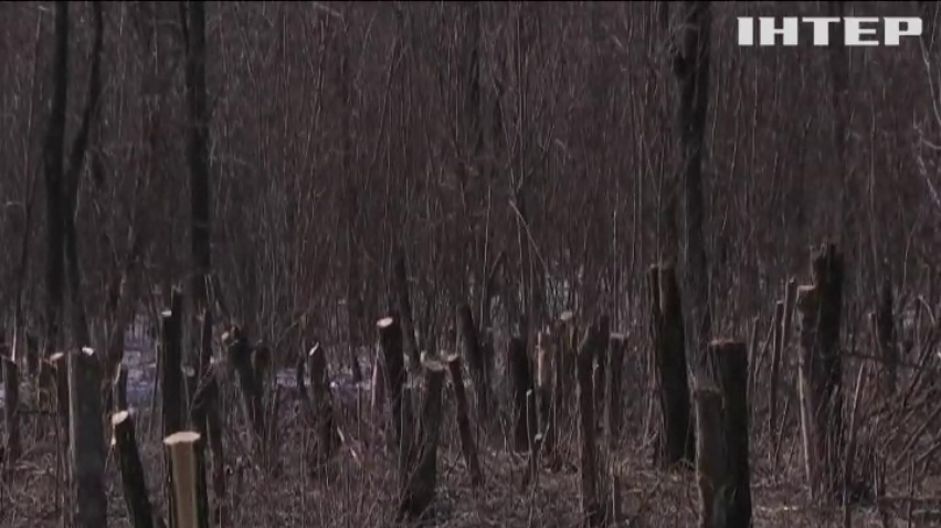 Жителі Кіровоградщини протестують проти масового вирубування лісів