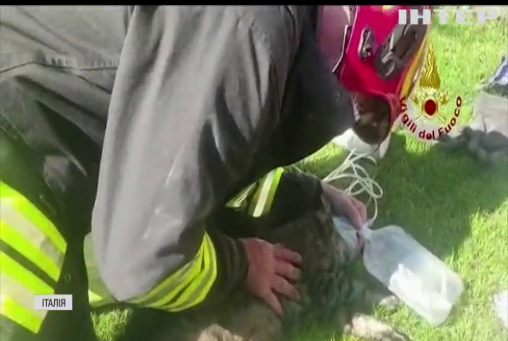 Італійські пожежники врятували від смерті непритомного кота (відео)