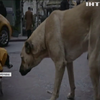 У Стамбулі зняли фільм про вуличних псів