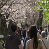 Японці виходять у парки милуватися сакурою