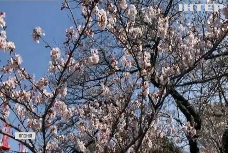 В Японії почався сезон цвітіння сакури