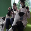 Китайське кафе пропонує відвідувачам відпочити з тваринами