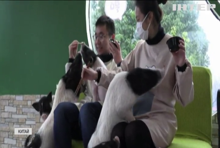 Китайське кафе пропонує відвідувачам відпочити з тваринами