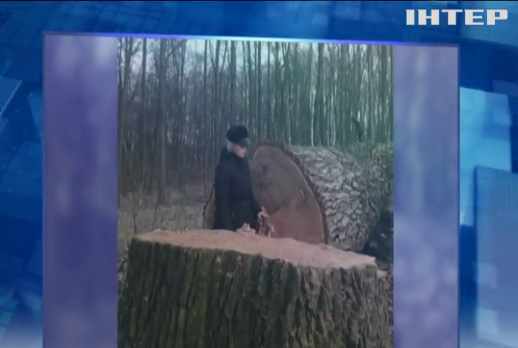 У Києві знищили 17 вікових дубів