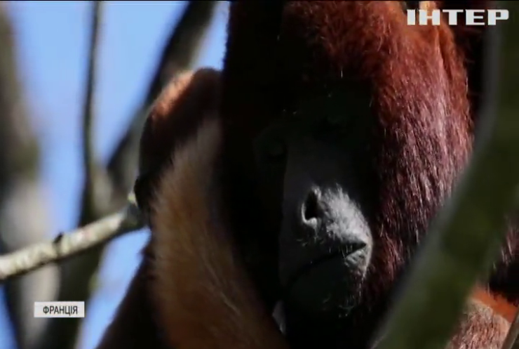 Зоопарк Франції поповнився рідкісним дитинчам червоної мавпи