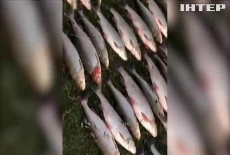 На Буковині двоє браконьєрів наловили риби на 2 мільйони гривень