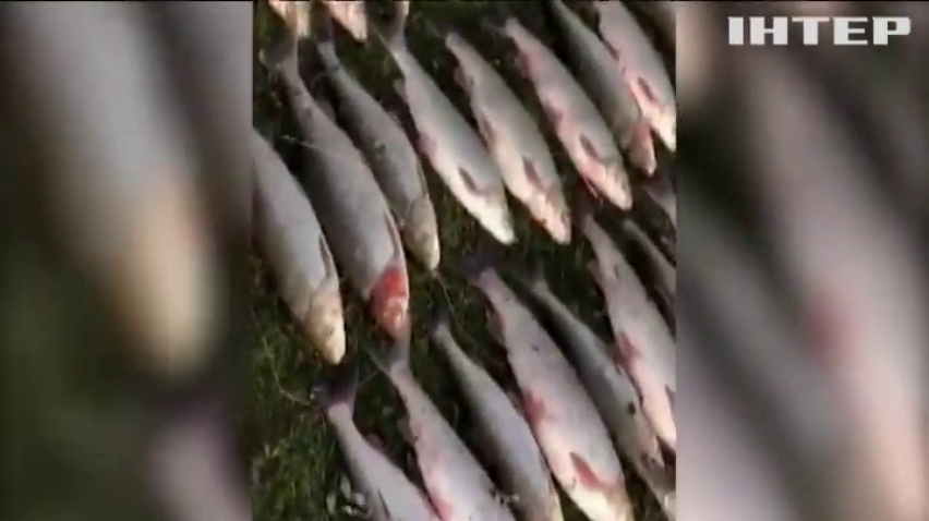 На Буковині двоє браконьєрів наловили риби на 2 мільйони гривень