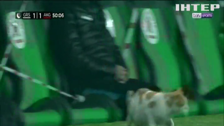 У Туреччині кіт мало не зірвав футбольний матч