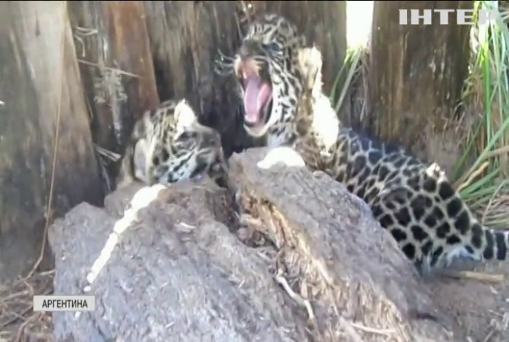 В Аргентині показали двох дитинча ягуара