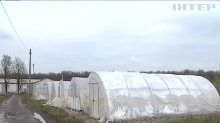 Погода в Україні: що прогнозують синоптики