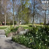 У Нідерландах розквітли поля тюльпанів