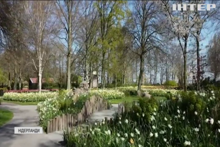 У Нідерландах розквітли поля тюльпанів