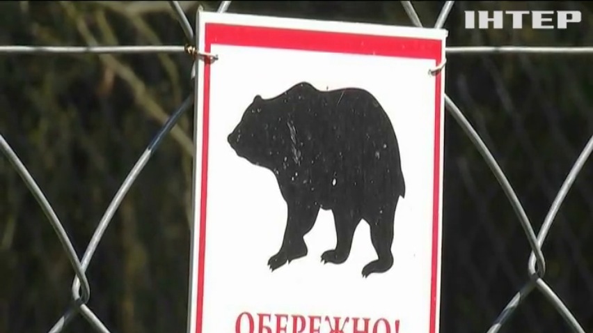 На Прикарпатті рятують трьох ведмедів від одного підприємства