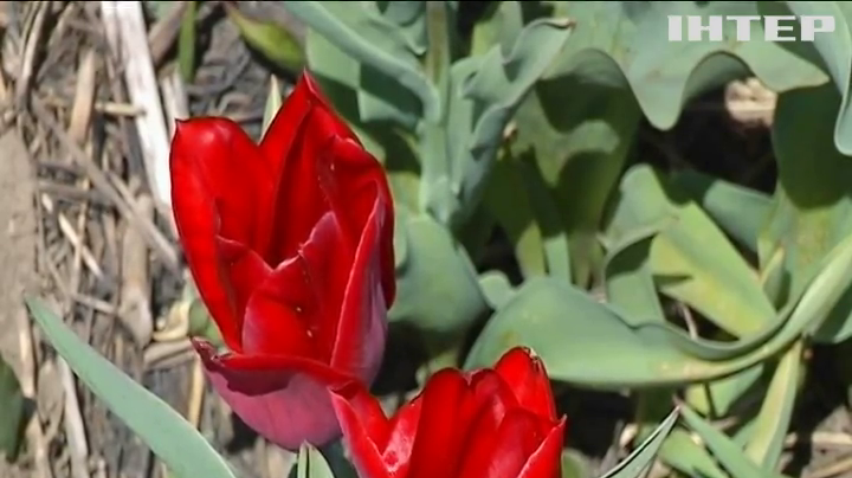 Долина тюльпанів біля Чернівців відкрилась для туристів