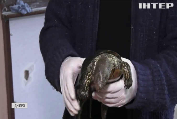 В озері Дніпра масово гинуть черепахи: у чому причина?
