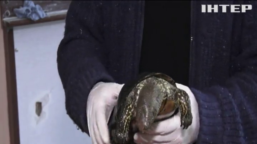 В озері Дніпра масово гинуть черепахи: у чому причина?