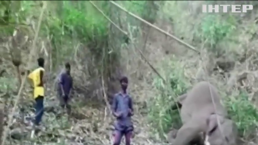 В Індії потужна блискавка вбила десятки слонів