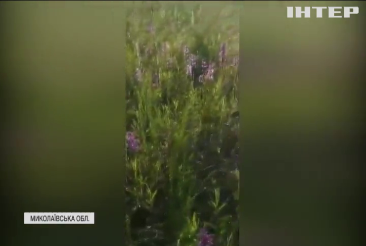 Поле диких орхідей розквітло на Миколаївщині