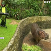 Тайці музикою рятують тварин із зоопарку від ковідної нудьги