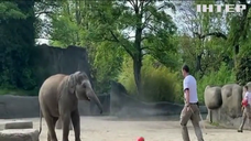 Слона навчають передбачити переможців Євро