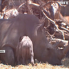 Ріанна народила маленького носорога в ізраїльському зоопарку