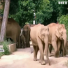 Китайці захищаються вантажівками від слонів-мандрівників
