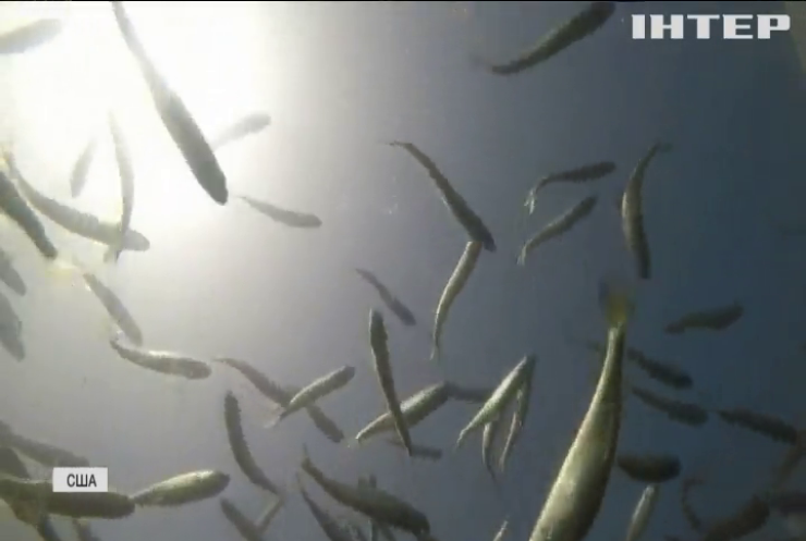 У Каліфорнії рятують лосося від аномальної посухи