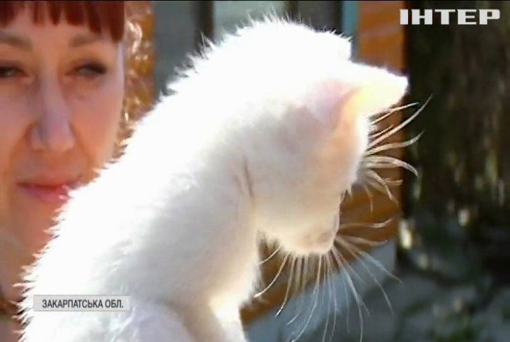 Пухнастий піар: як коти збільшують потік туристів на Закарпатті